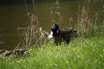 Mallard duck on field