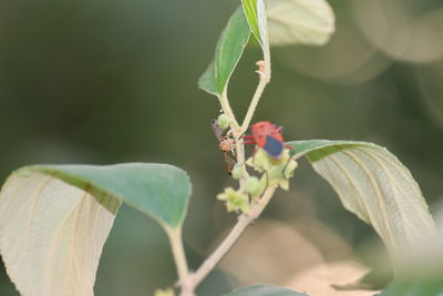 Close-up of butterfly pollinating on flower