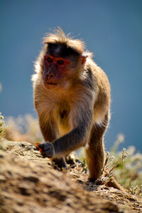 Close-up of monkey sitting against sky