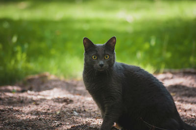 Portrait of cat on field