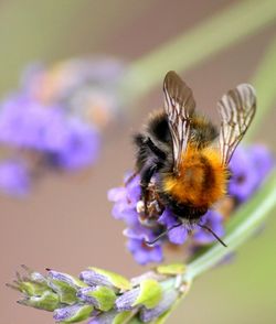 Close-up of bee on flower