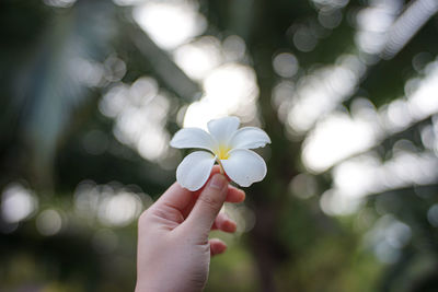 Close-up of hand holding flowering plant