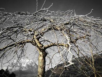 Low angle view of tree against sky