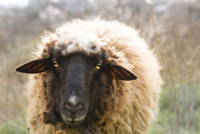 Sheep graze in the hills, sheep at sunset