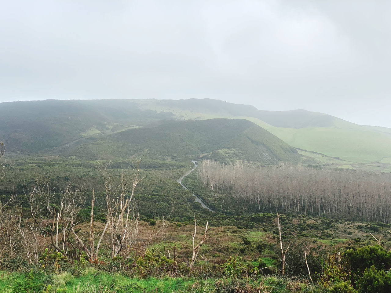 environment, landscape, land, hill, plant, sky, scenics - nature, nature, beauty in nature, fog, rural area, tranquility, no people, rural scene, tree, cloud, field, tranquil scene, agriculture, outdoors, ridge, non-urban scene, growth, forest, social issues, day, natural environment, overcast, grass, green, travel, plateau, highland, meadow, tourism