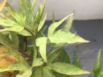 Close-up of wet leaves