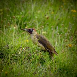 Close-up of a bird on grass