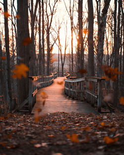 Footpath amidst trees in forest during autumn