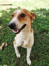 Portrait of dog on field