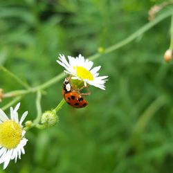 Close-up of ladybug on yellow flower