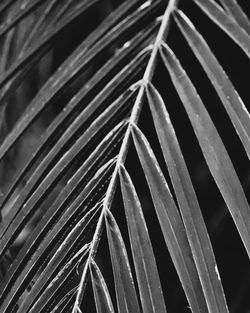 Full frame shot of palm leaf