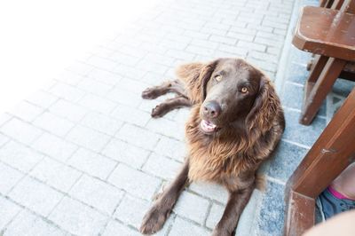 High angle view of dog