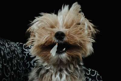 Close-up of dog against black background