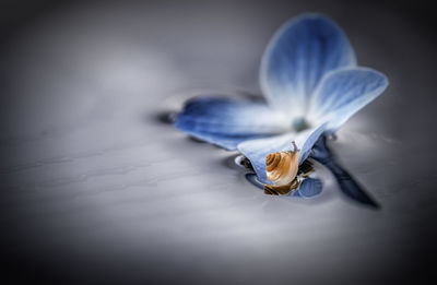 Close-up of blue flower on white table