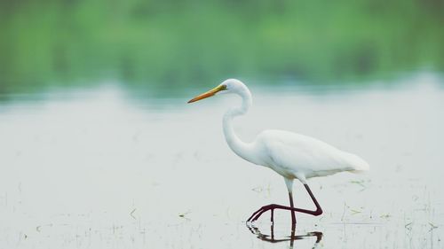 Close-up of crane in lake