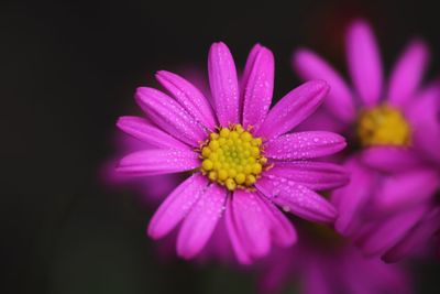 Close-up of purple flower