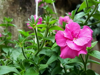 Close-up of pink flower