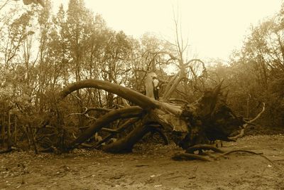 Plants growing on tree trunk