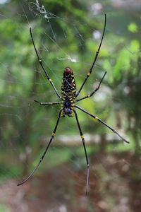 Close-up of spider on web