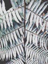 Full frame shot of leaves