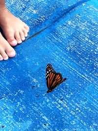 Close-up of butterfly on hand