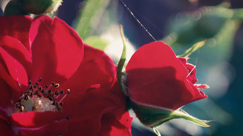 Close-up of red flowers