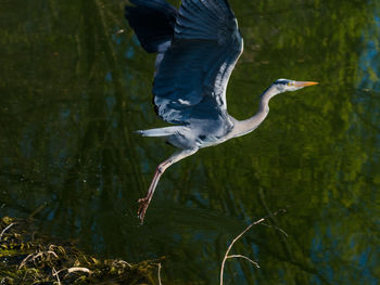 High angle view of gray heron flying over water