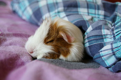 Close-up of guinea pig sleeping on bed