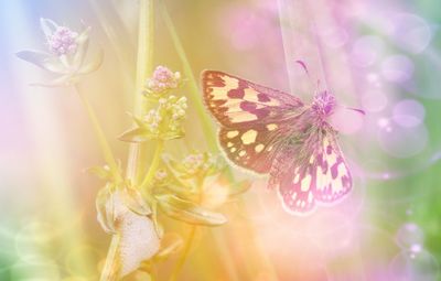 Close-up of butterfly pollinating flower