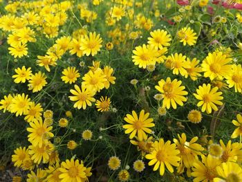 High angle view of yellow flowering plants on field
