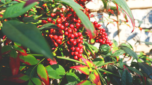 Close-up of berries growing on tree