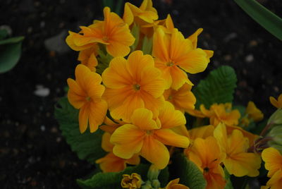 Close-up of yellow flower