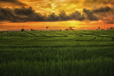 Scenic view of agricultural field against sky during sunset