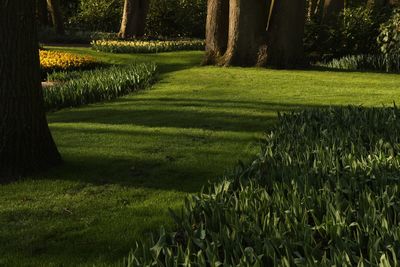 Scenic view of park on field