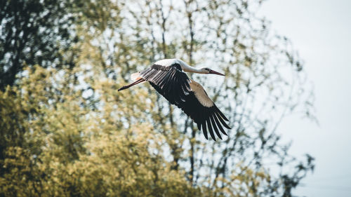 Low angle view of a bird flying