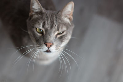 Portrait of cat at home