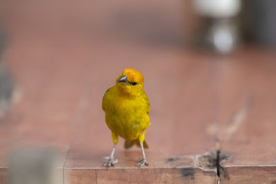 Close-up of tropical bird