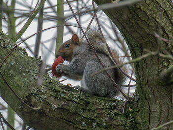 Squirrel on tree trunk