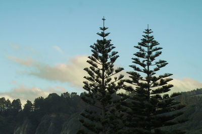 Pine trees on field against sky during winter