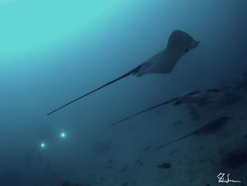 rays and skates