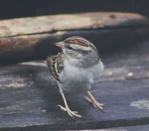 Close-up of bird perching on wood