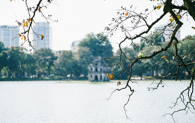 Close-up of plants against lake