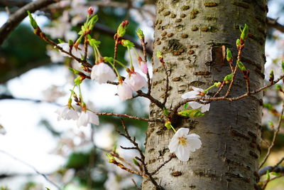 Close-up of white flowers on tree