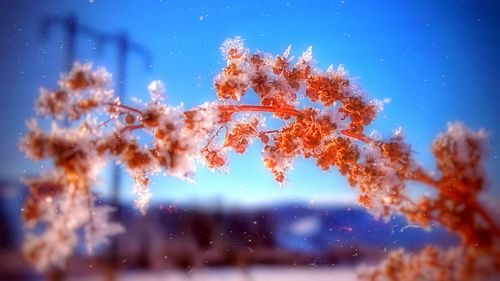 Close-up of tree against clear blue sky