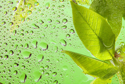 Close-up of raindrops on leaves