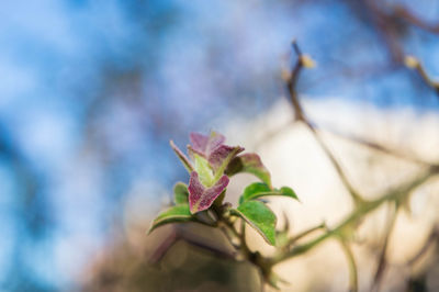 Close-up of pink flower