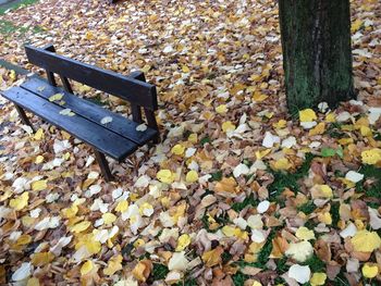 Fallen leaves on tree trunk