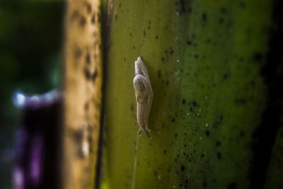 Close-up of snail on leaf