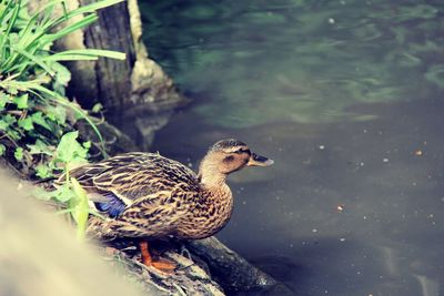 Side view of a duck ready to jump