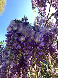 Low angle view of purple flowers on tree